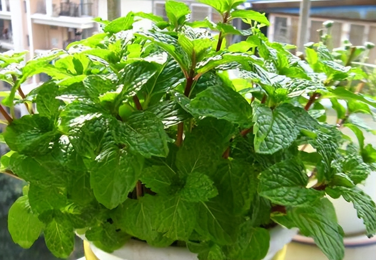 家里长一盆薄荷的好处,家里养一盆薄荷有什么好处