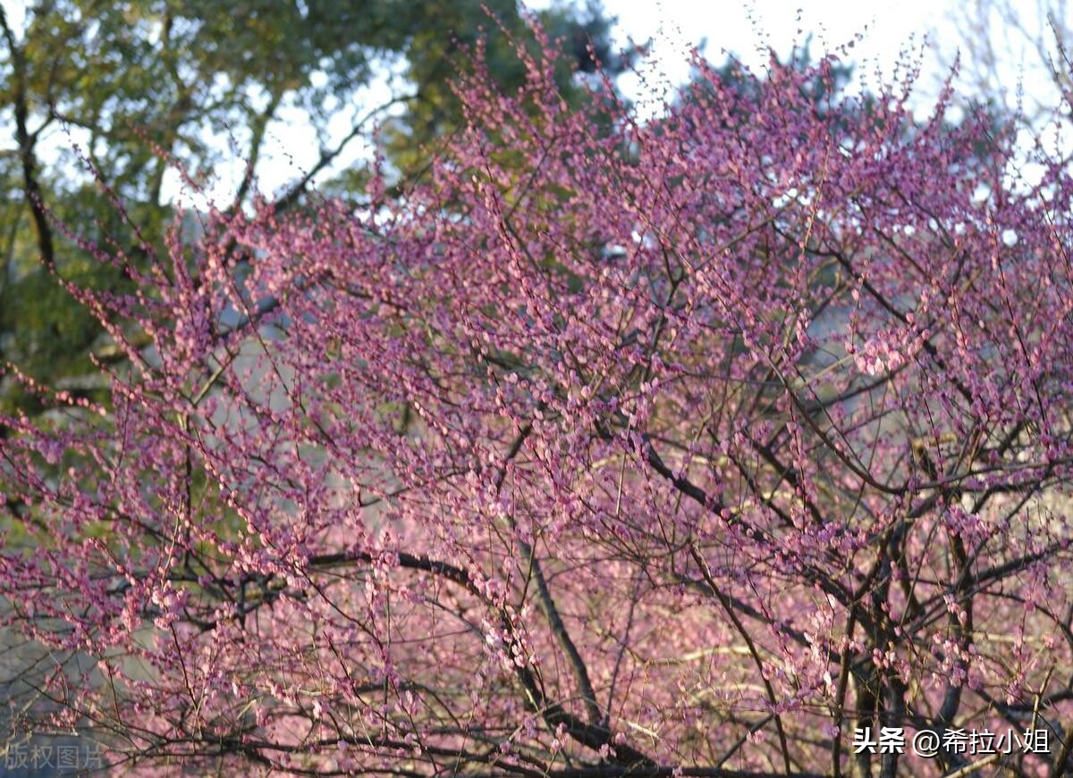 去杭州旅游必去哪些景点,杭州旅游的十大必去景点推荐