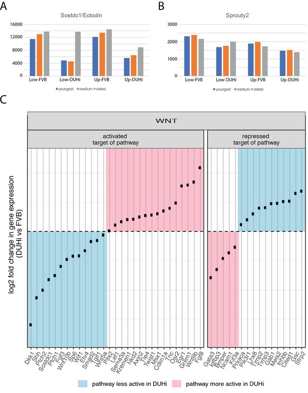 基于小鼠磨牙进化演变，研究其发育变异性通道的进化过程