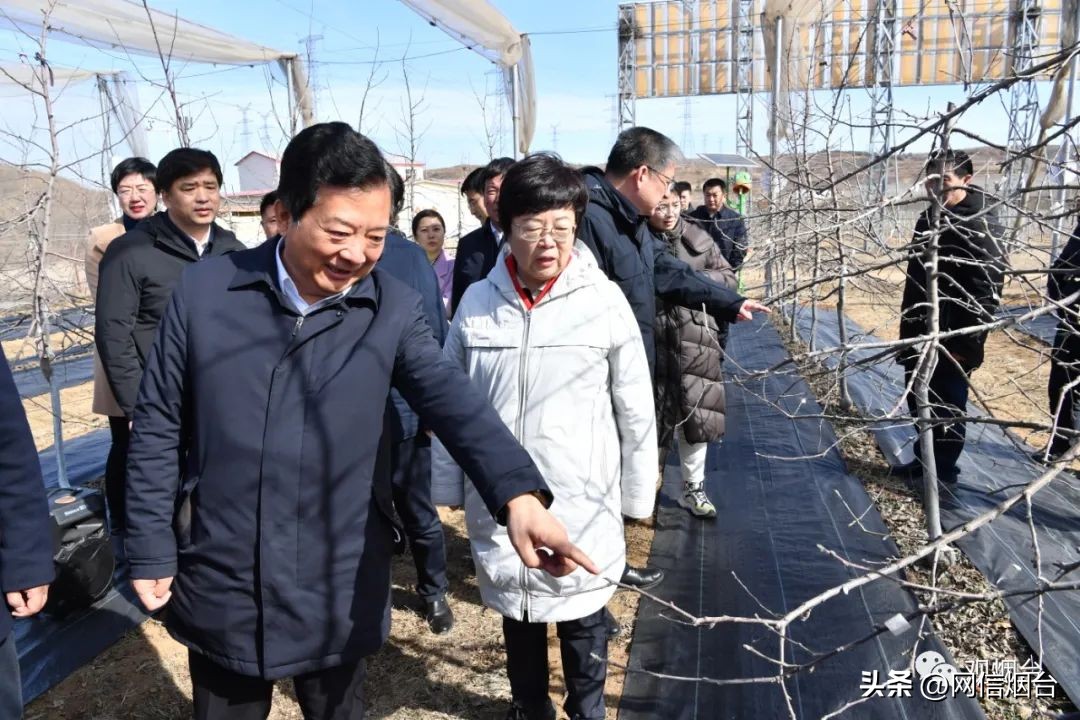 烟台苹果苗哪个最好栽,烟台地区苹果树苗新品种