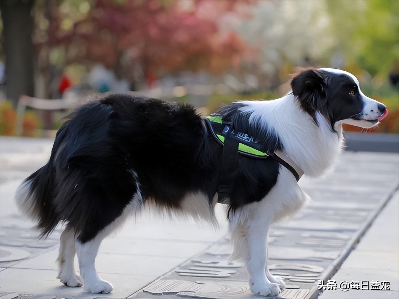 边牧受到虐待被救后拥抱新主人,长期被虐待的边牧