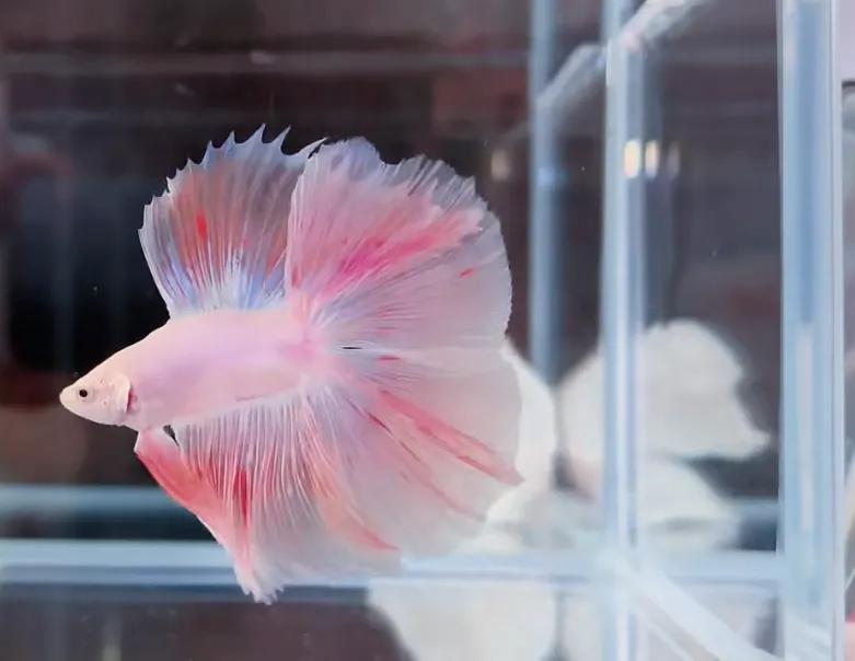 泰国斗鱼vs泰国斗鱼,泰国斗鱼和中国斗鱼为什么不一样