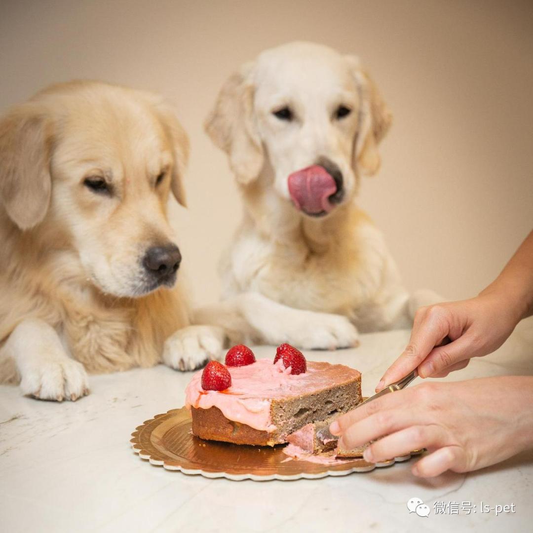 养狗的好处和坏处共9篇,养狗对抑郁症有什么好处和坏处