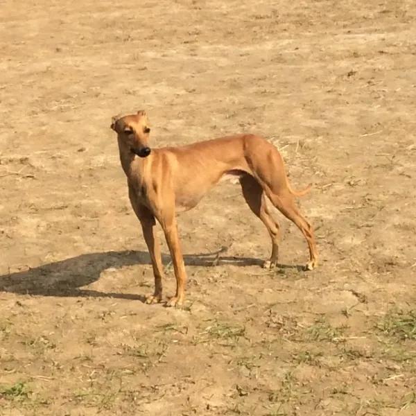 雪纳瑞小型犬最聪明的排行榜,边境牧羊犬柯基雪纳瑞