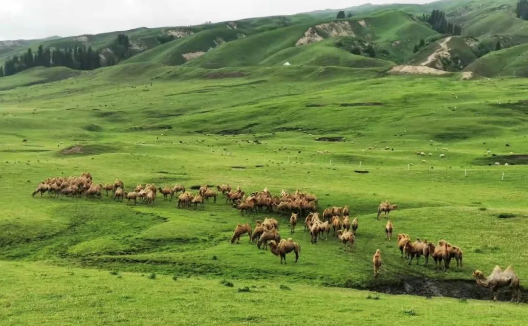 负债400万，起死回生！这家64岁民族企业，如何成为“乳业茅台”