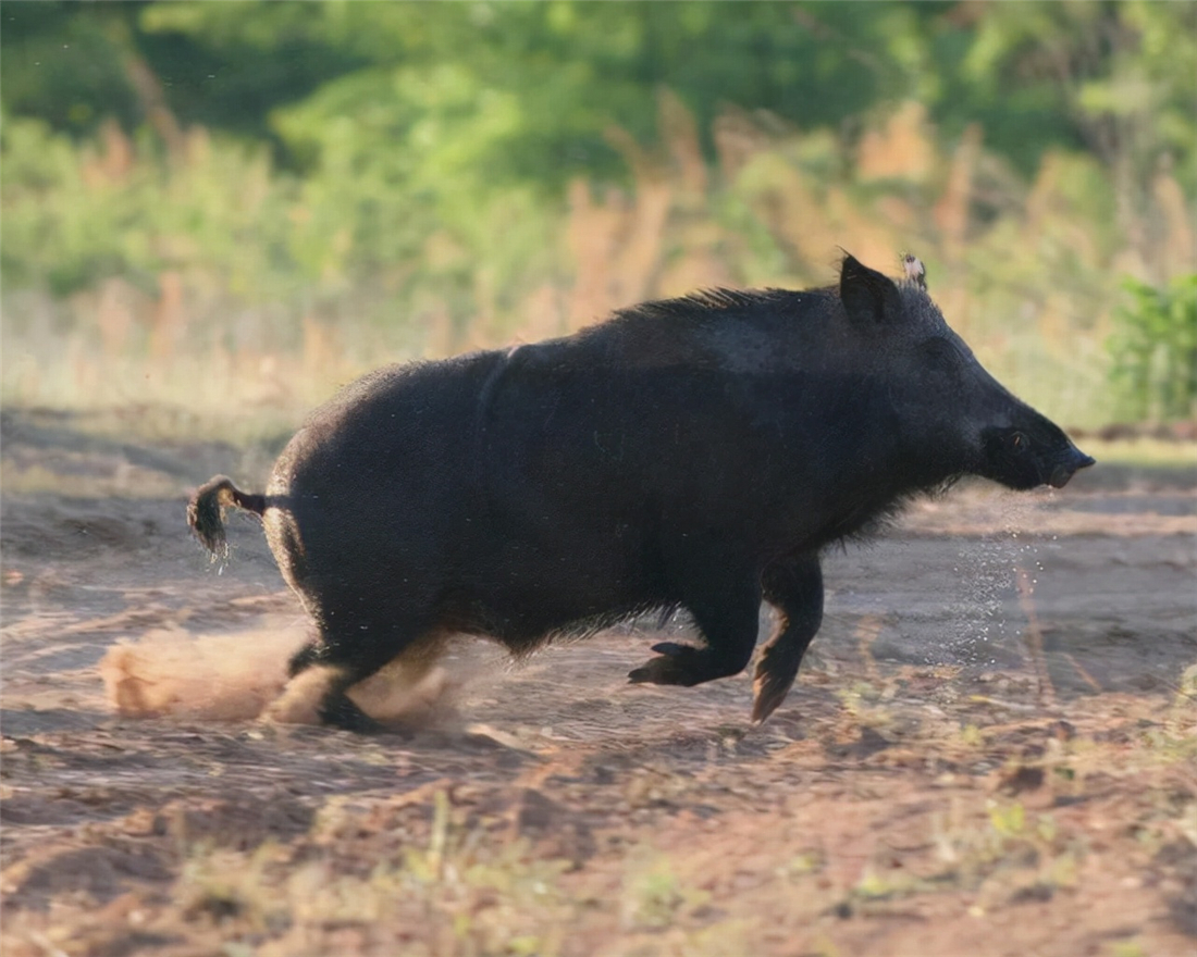 5只红毛野犬现身祁连山，围捕了1只岩羊，猞猁在旁边看着不敢上前