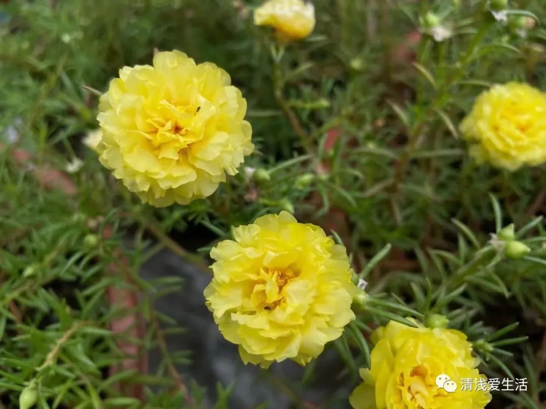 耐高温耐寒的一年四季开花的花卉,耐高温开花多的花卉