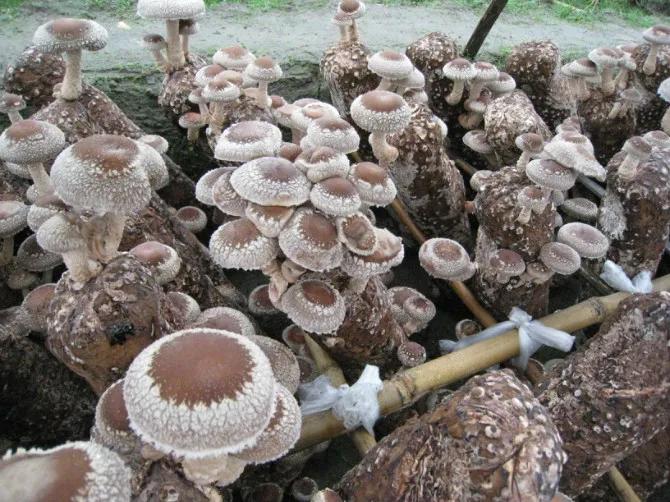 假水果苗木，坑的是零星种植户