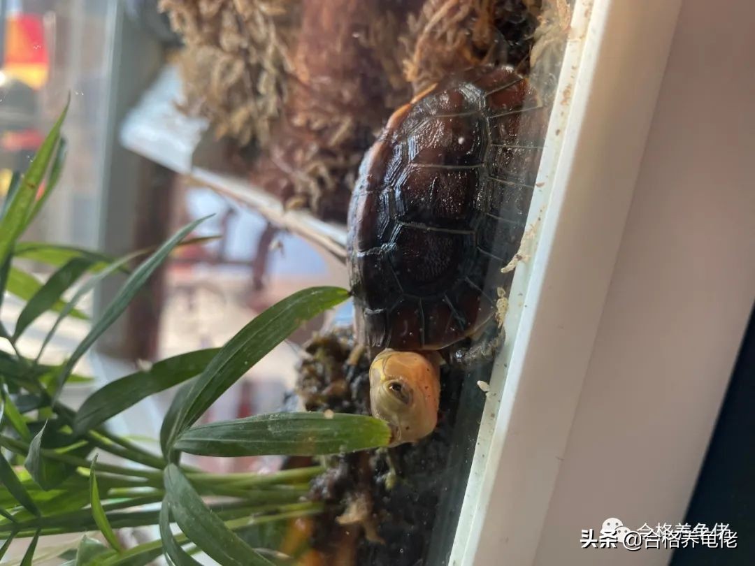 倒春寒乌龟怎么办,倒春寒怎么养植物