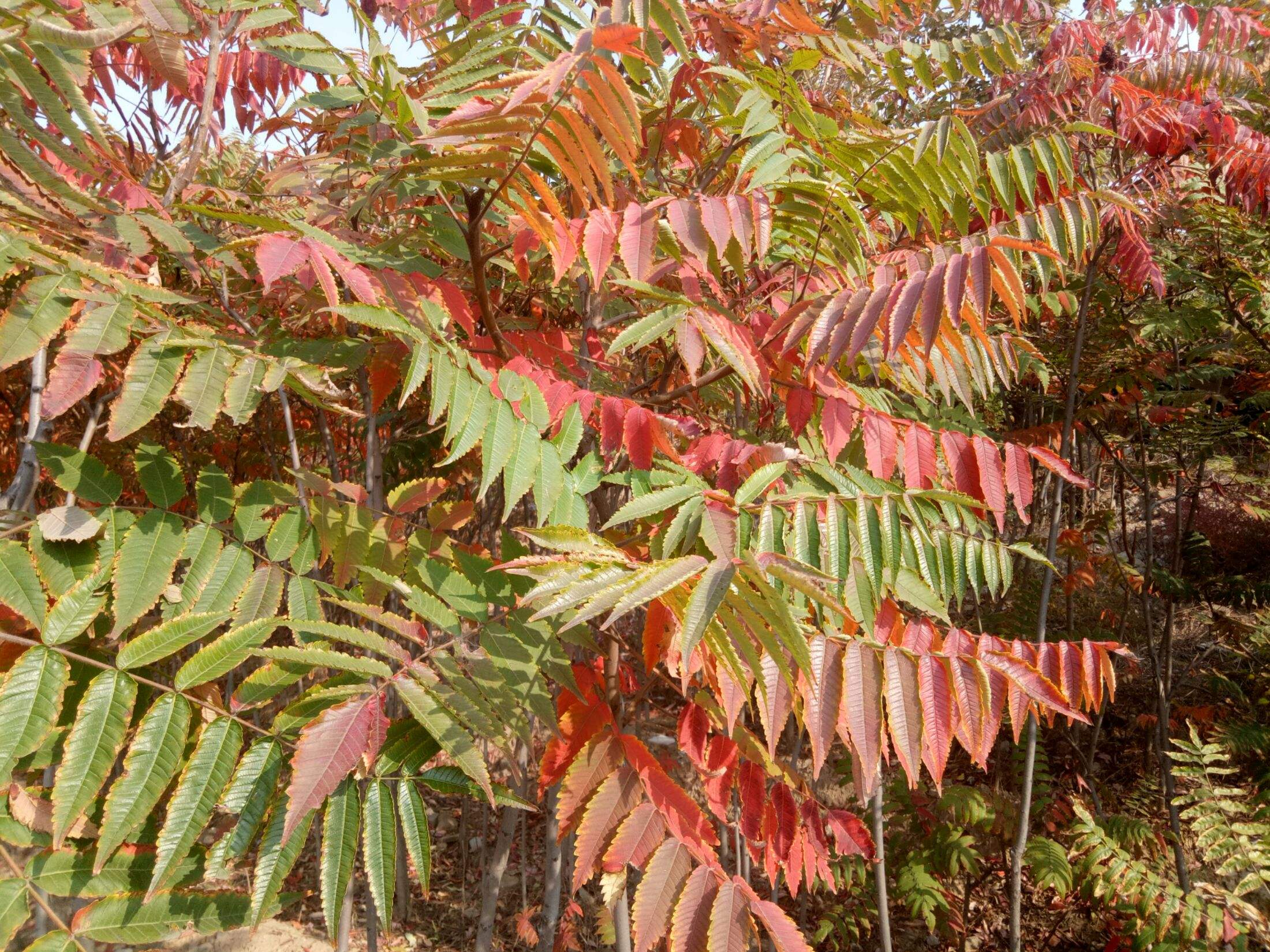 门前左右两边种树风水怎么说,自家门前种树风水讲究什么