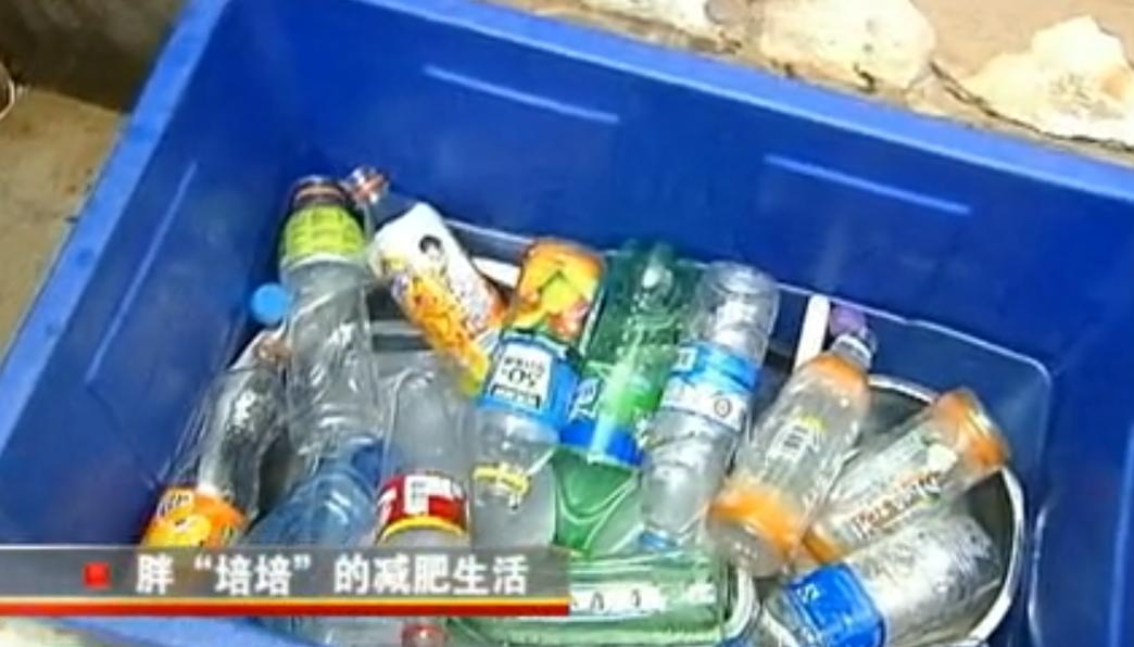 动物园大猩猩健身,大猩猩吃东西变瘦