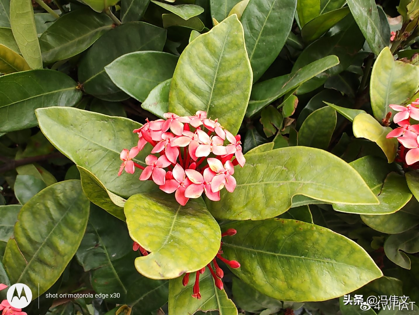 摩托罗拉edgex30运行速度对比,摩托罗拉edgex30实测热不热