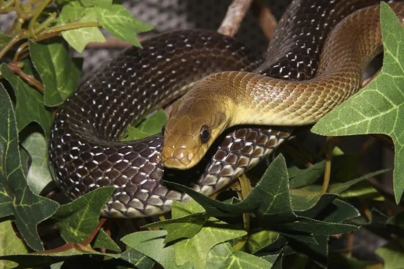 「原来欧洲有这么多种蛇？！」偷师卡塞尔的豢龙大师·下