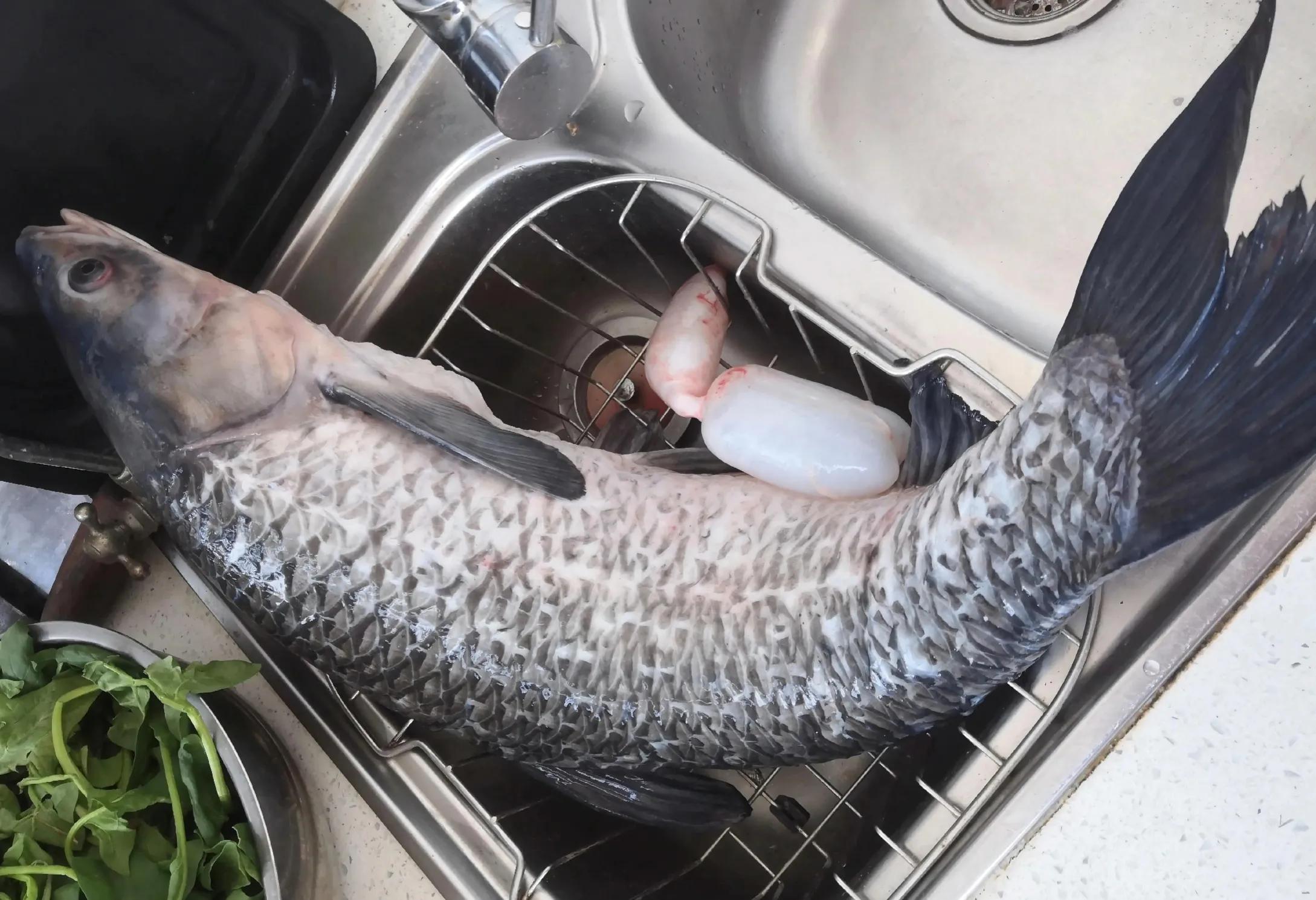 夜钓一条大青鱼，媳妇忙活大半天做成双味鱼丸，孩子们吃得爽歪歪