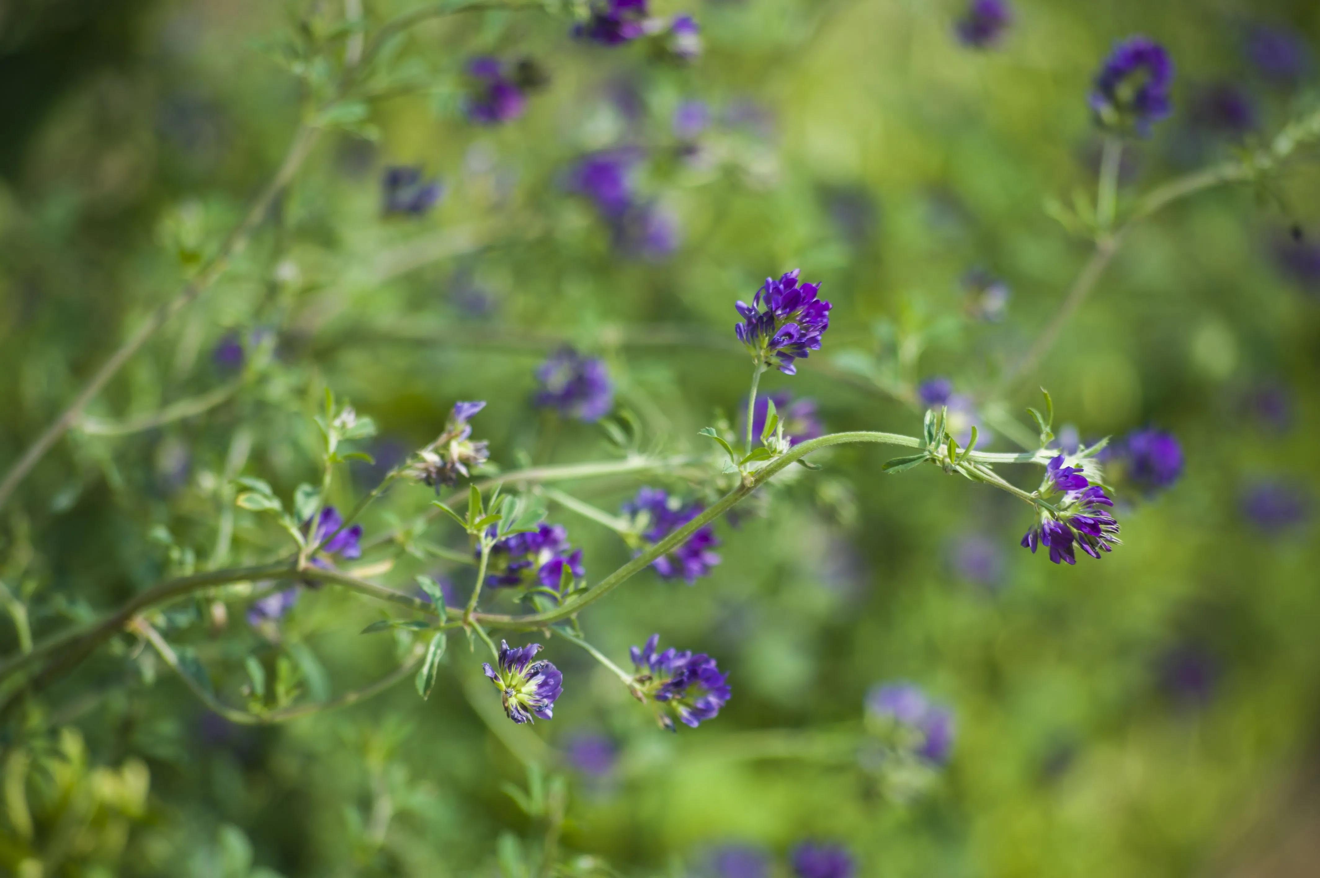 盛开在夏日里的那些花儿,冬天里那些盛开的花儿