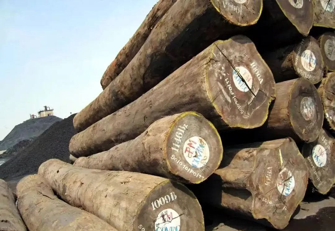 稳如磐石，非洲密林木中瑰宝“非洲柚木”——纽墩豆