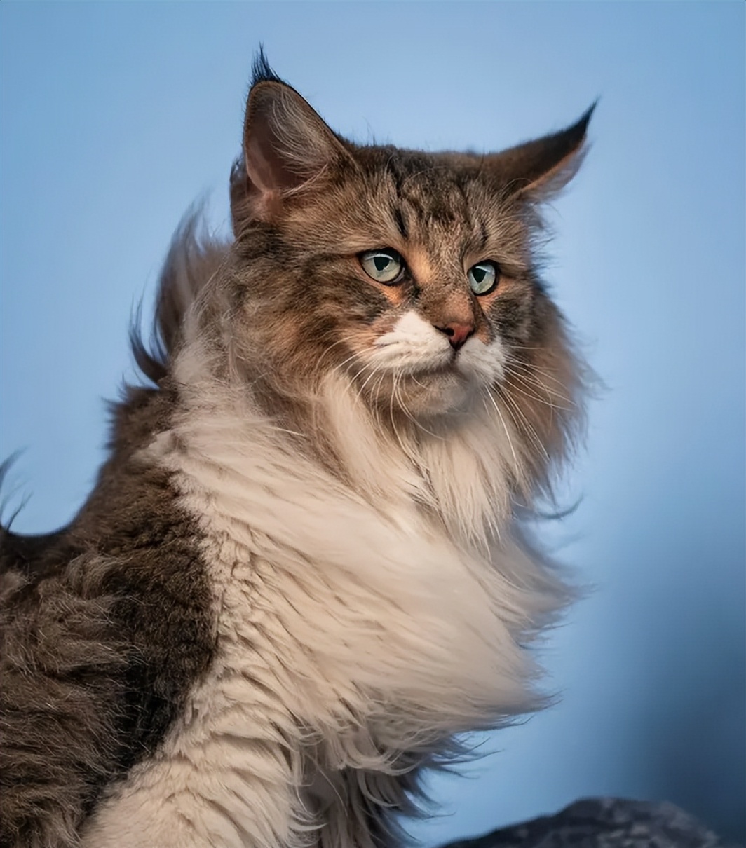 当十二星座遇见小猫咪会怎么样呢,十二星座的专属小猫咪