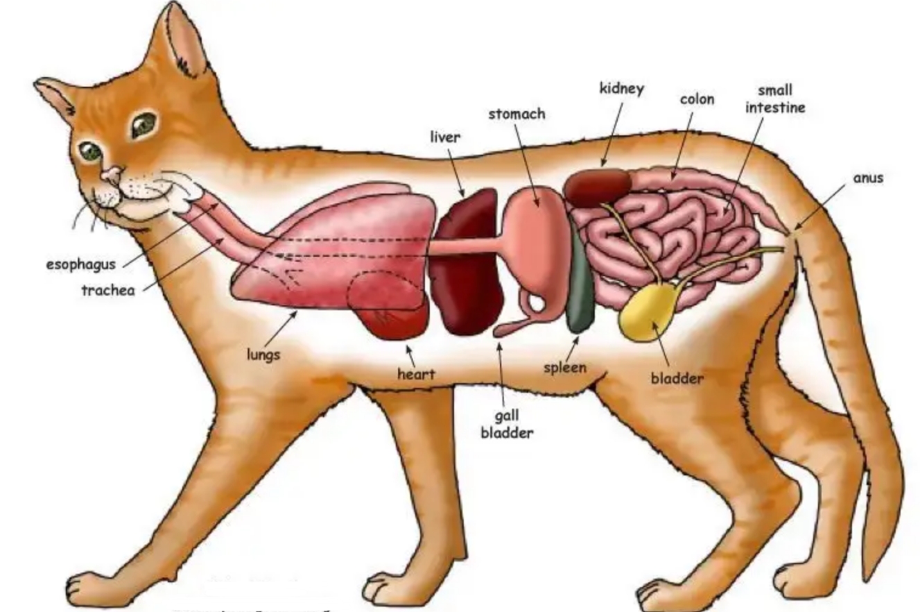 翻脸不认猫,成年母猫和公猫会打架吗