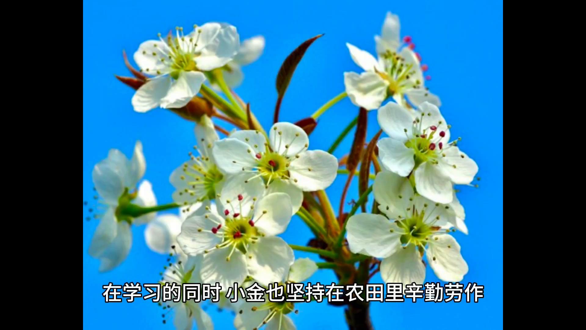 小金的农村事全部视频,小金的农村故事