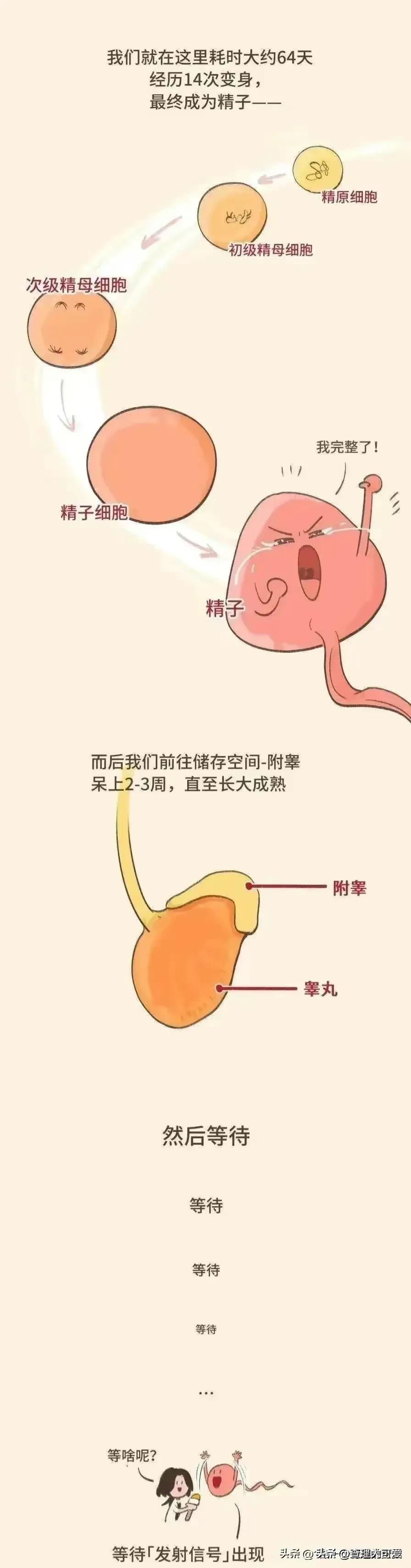男女发生关系，最后关头不射进去会怀孕吗？漫画