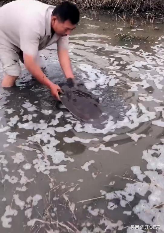 村民捕获2斤重野生甲鱼,80岁老人捕野生甲鱼