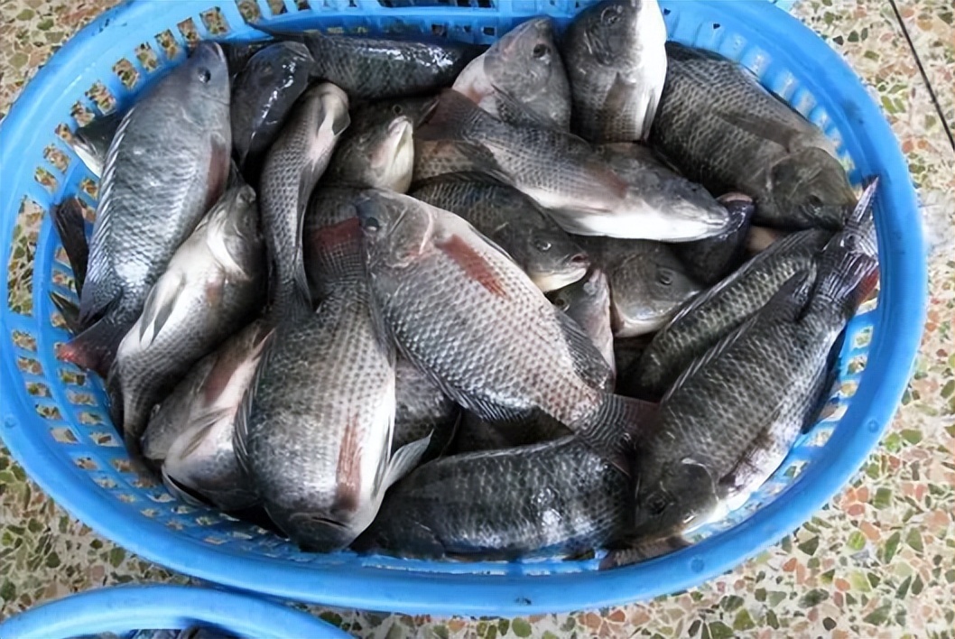 最适合广东养的淡水鱼,广东超级耐养的小型淡水鱼