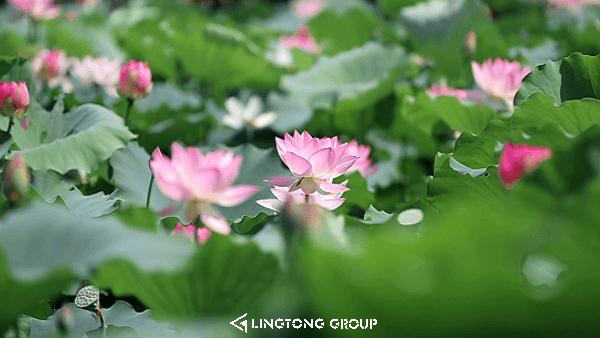 盛夏赴一场荷香之约,与夏天来场清凉的约会