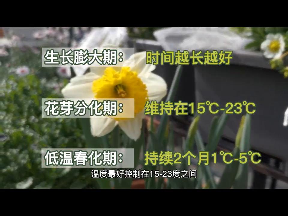 郁金香如何增加营养,郁金香如何快速增长