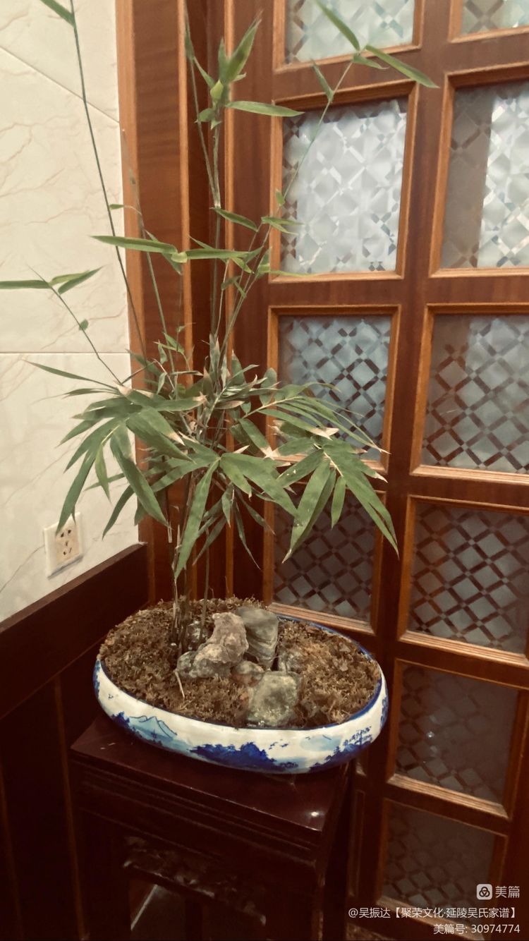 绿色是生命中的最美色彩