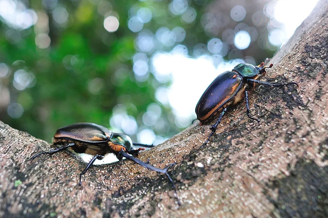 阳彩臂金龟已经灭绝了吗,阳彩臂金龟真的灭绝了没
