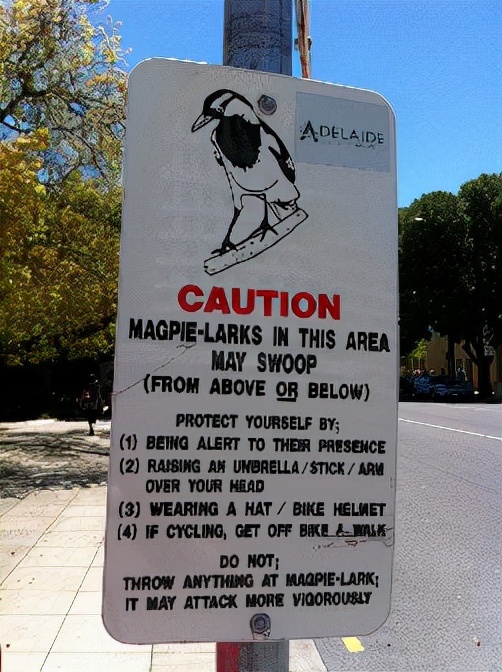 世界上最奇怪的十大鸟,世界上最恐怖的大鸟