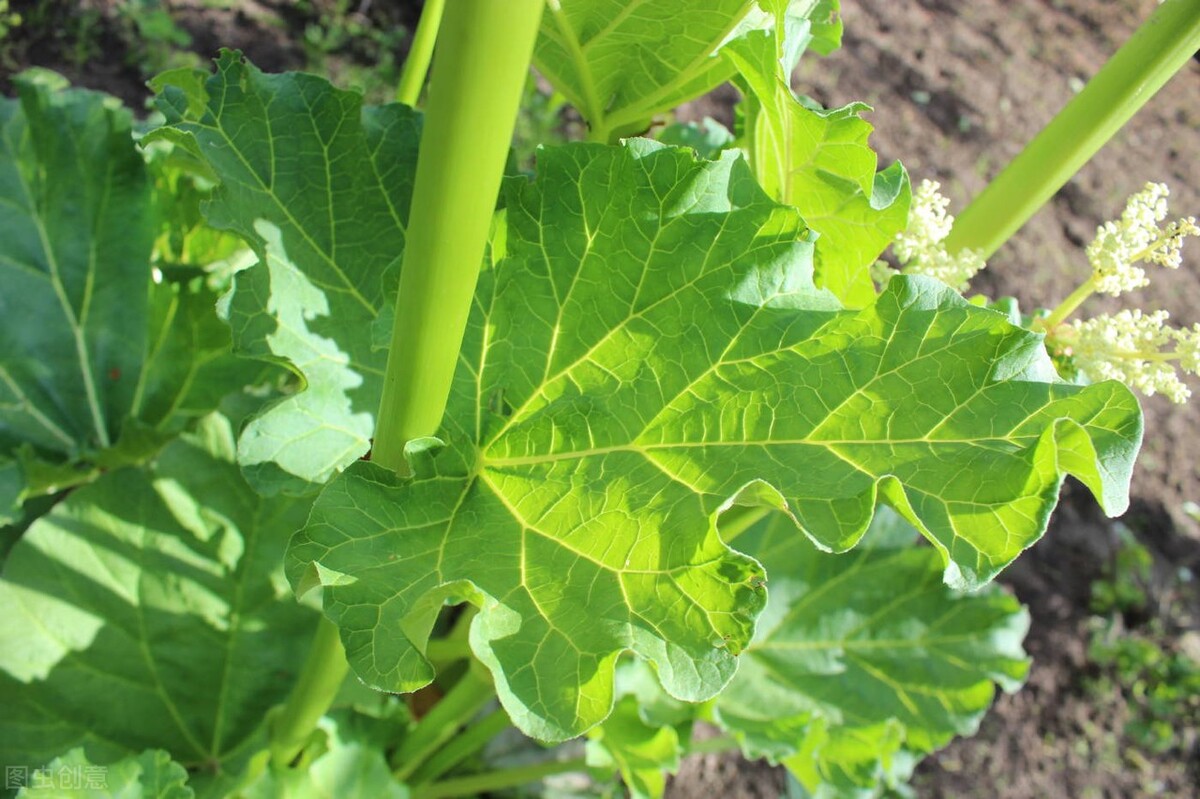 大黄：泻热通肠、凉血解毒、逐瘀通经