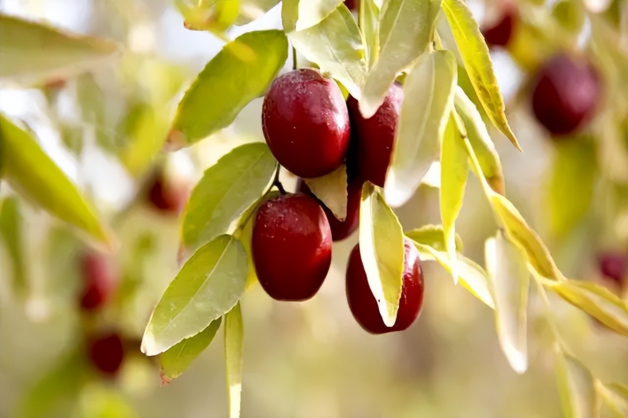 大枣红的季节,青枣变红是什么季节