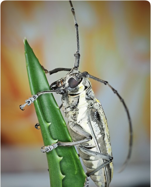 怪异的昆虫天牛,寄生天牛的昆虫
