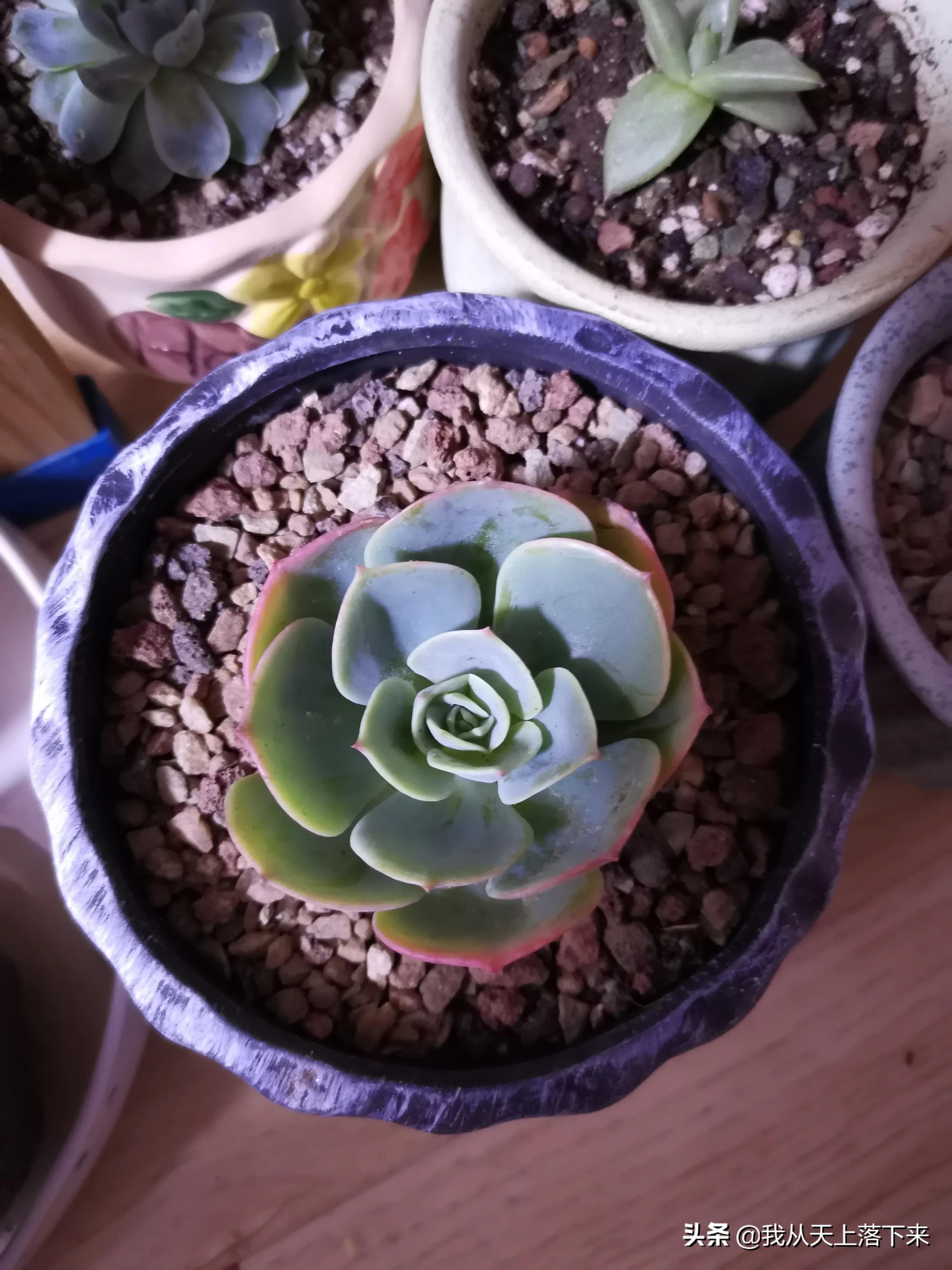 多肉品种及图片大全欣赏,多肉品种辨别图片大全欣赏