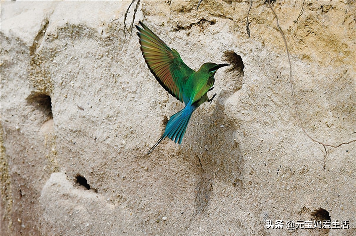 鸟窝怎么防大雨,鸟窝下雨天怎么处理