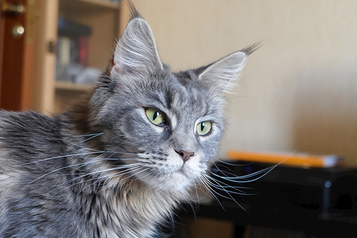 怎样才能消灭家里的老鼠呢图片,家里进了一只老鼠怎么消灭它