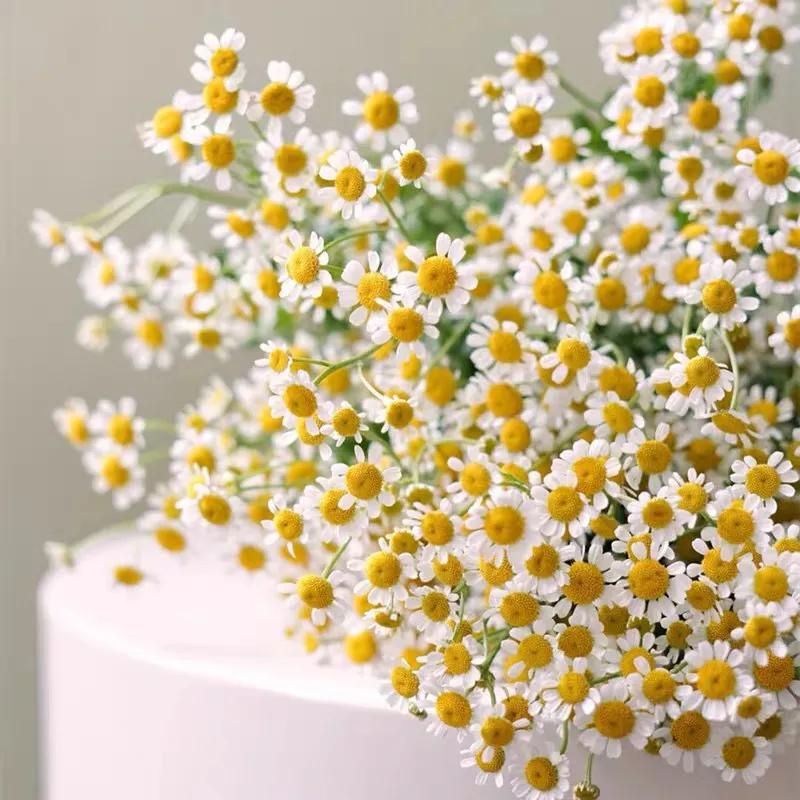 我的植物朋友洋甘菊,每天带你认识一种植物