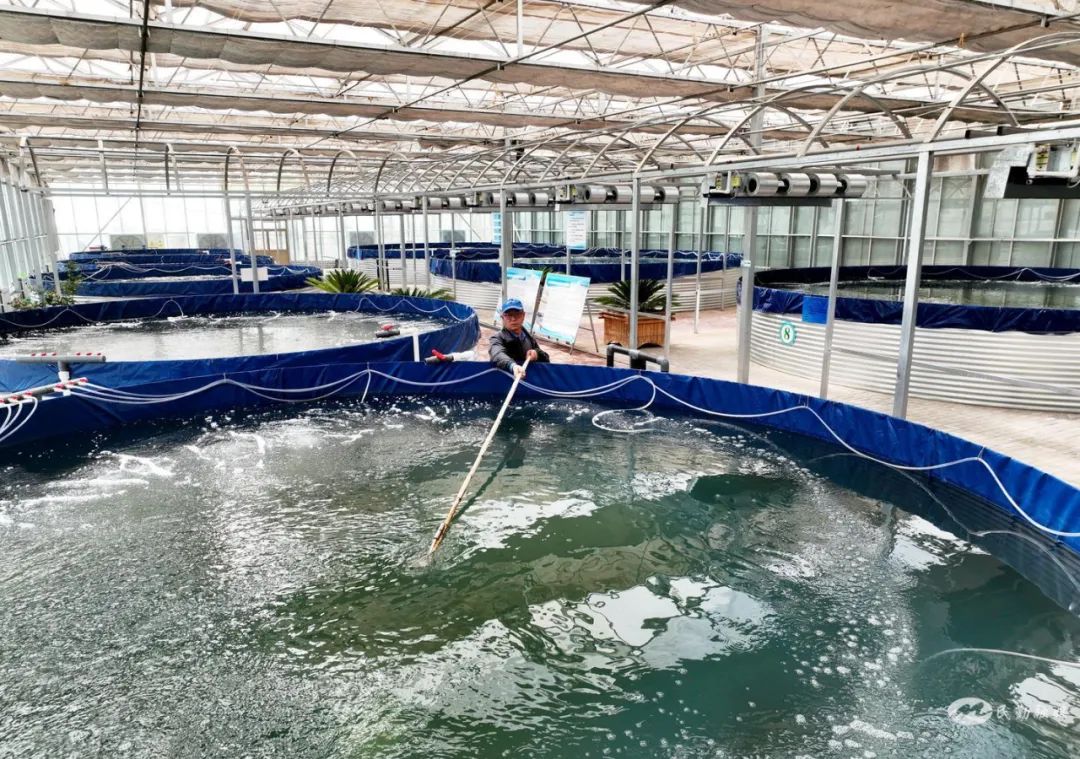 “沙窝窝”里养出“致富鱼”——民勤县红旗谷现代智慧农业示范园引进高密度智慧养鱼项目打开致富新门路