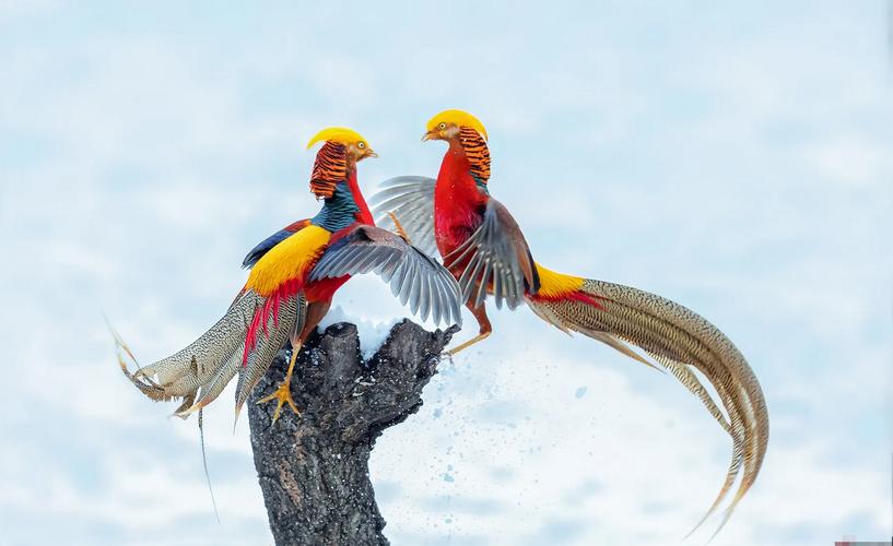 养凤凰的大爷后续,大爷养凤凰4年是真的吗