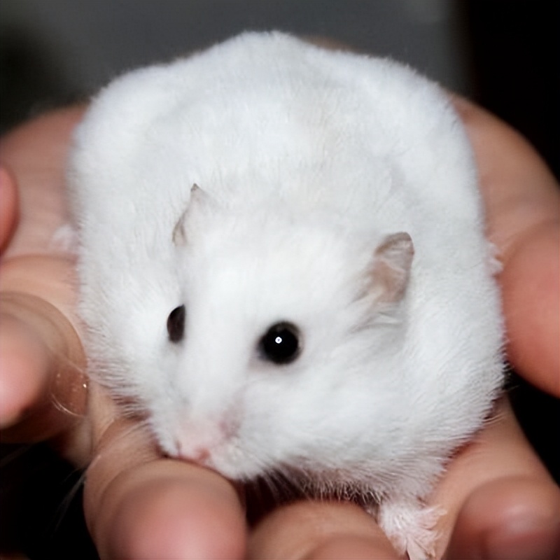 纯新手如何玩lol,纯新手如何玩剑3手游