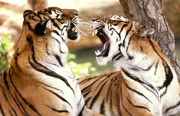 百兽之王老虎能爬树吗,真正的百兽之王老虎捕猎