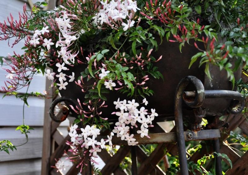 视觉盛宴五种赏花名花供您选择,春天十种最美的花介绍