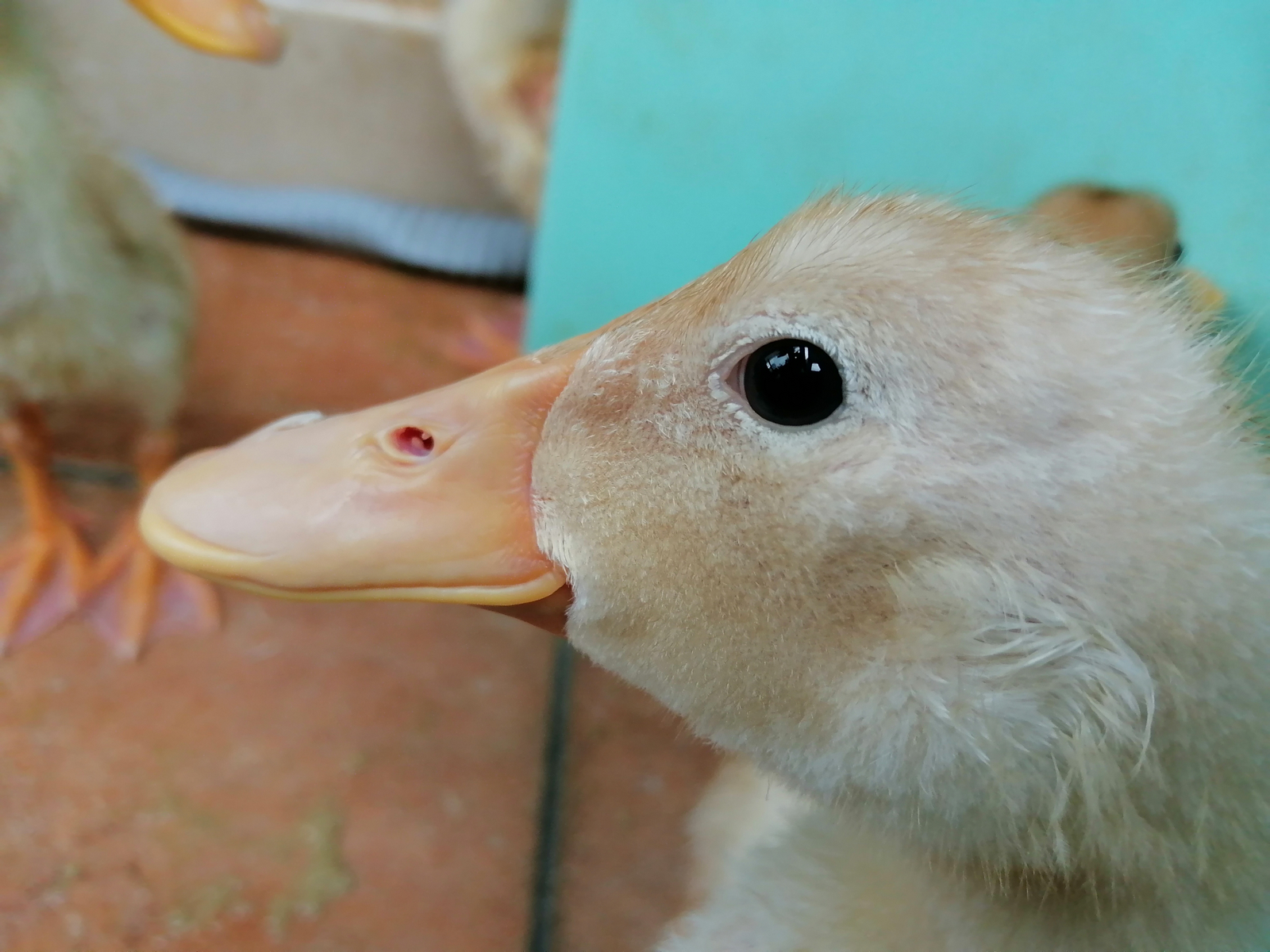 华为畅享50测评原神,华为畅享50续航测评最新