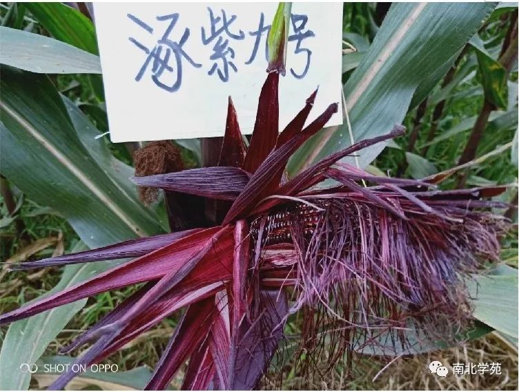 花青素玉米杂交种的育成和紫玉来花青素的应用