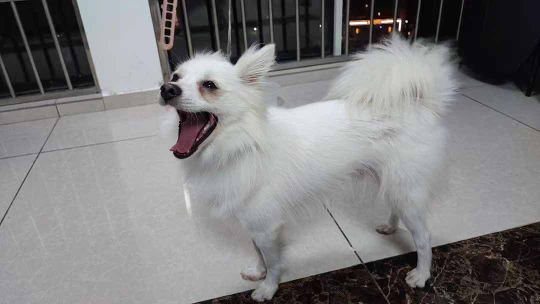 狗狗神经炎的治疗方法,狗狗神经炎症状吃什么药效果好