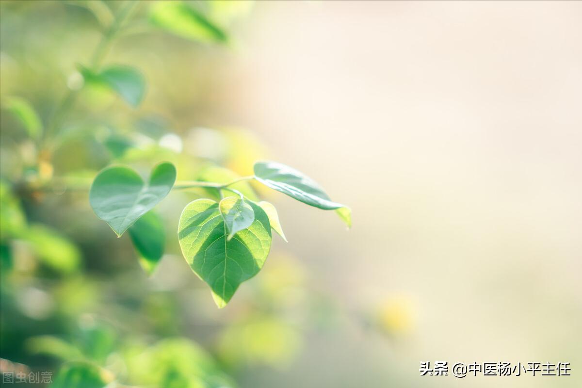 祛除体内湿热，张仲景这三味药，清热利胆很好用