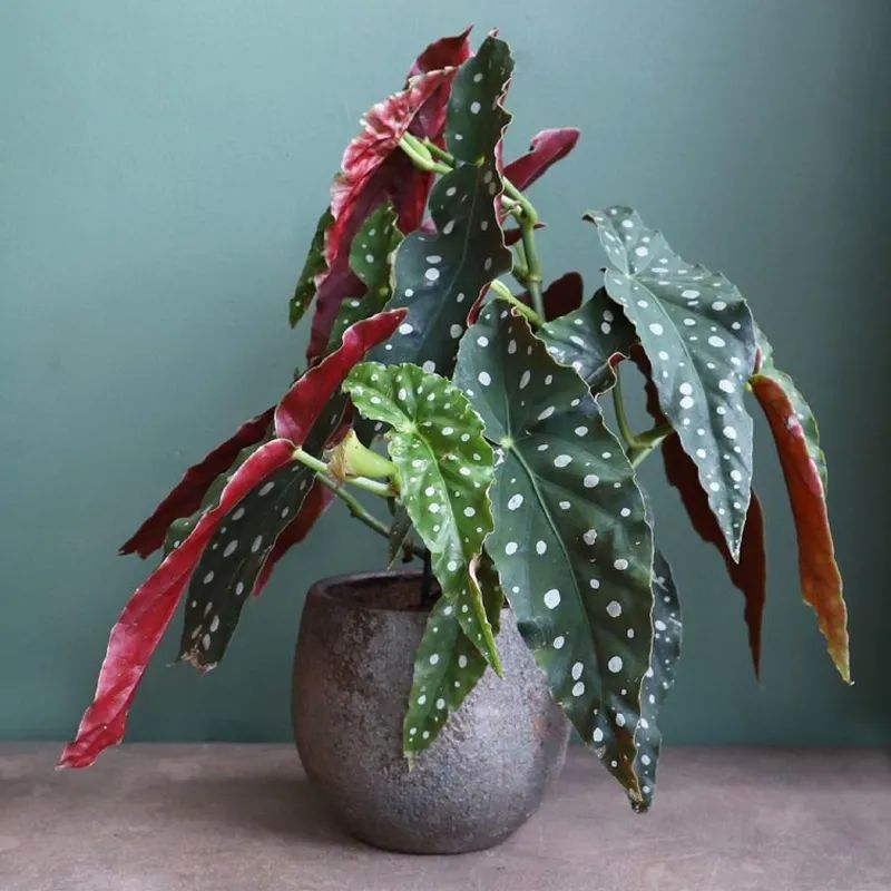 客厅好看的观赏花,小清新唯美油画花