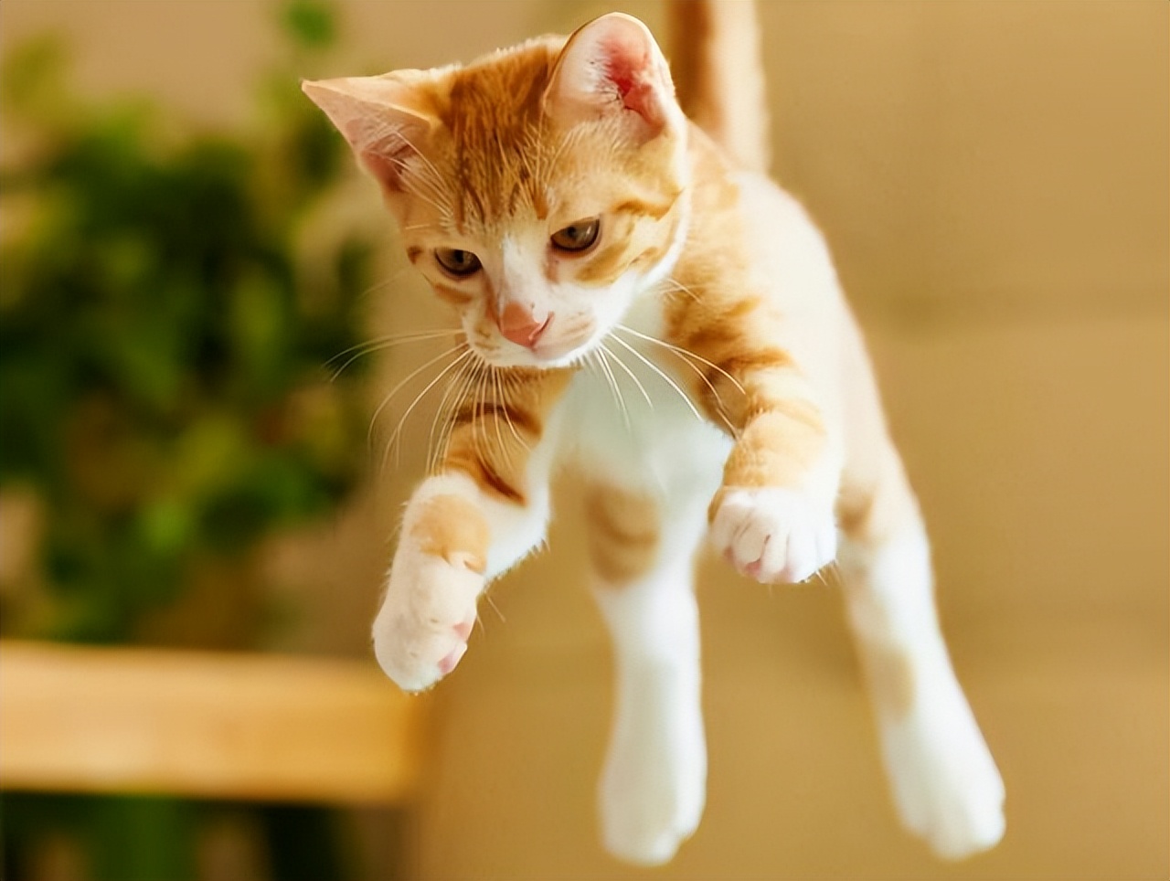 猫咪突然发疯似的乱窜乱跳,猫咪突然疯了一样然后停住了