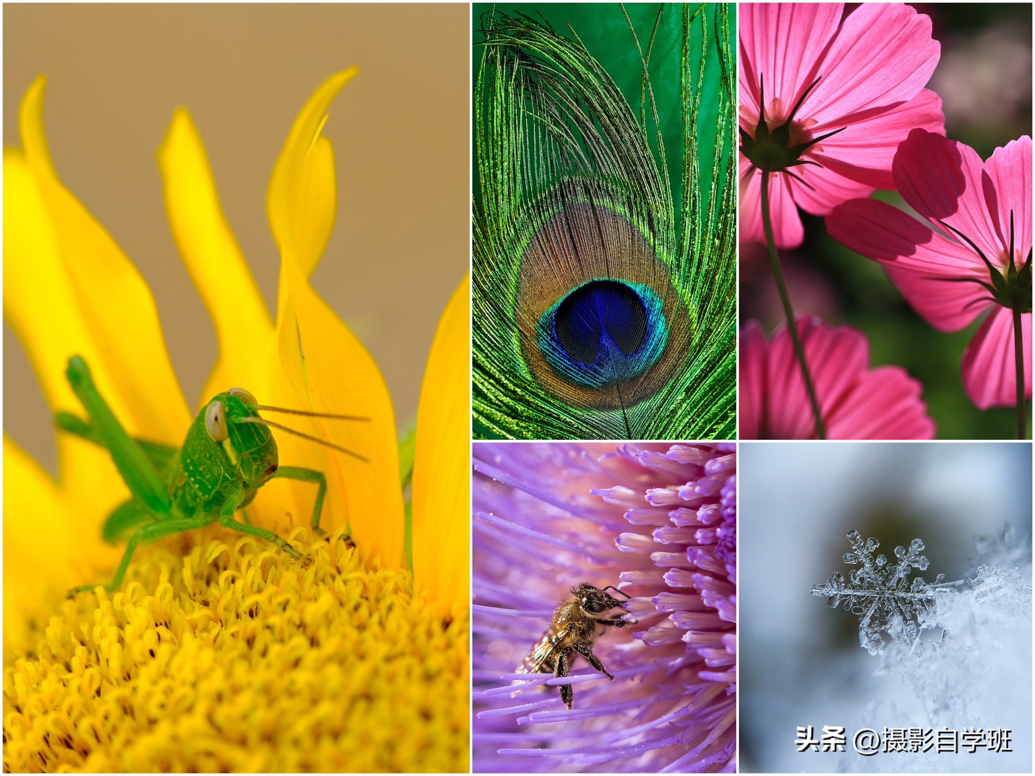 用手机拍微距如何设置参数,苹果手机怎么拍微距清晰